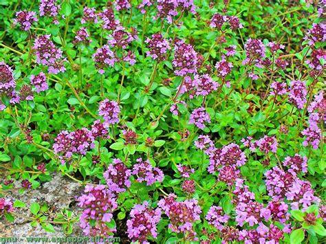 Photographie d'un papillon posé sur les fleurs mauves du thym serpolet mettant en avant son rôle écologique