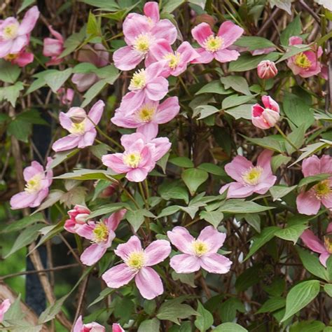 Gros plan sur les fleurs roses de Clematis montana 'Rubens'