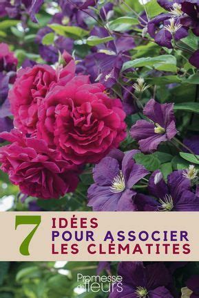 Exemple d'association réussie de clématites avec d'autres plantes grimpantes