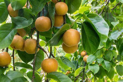 Arbre fruitier adapté au climat régional