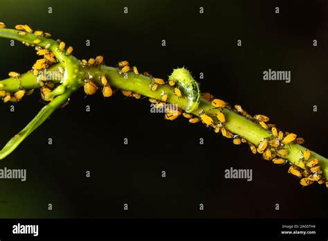Illustration macro d'une colonie de pucerons jaunes Aphis nerii sur une tige de laurier rose