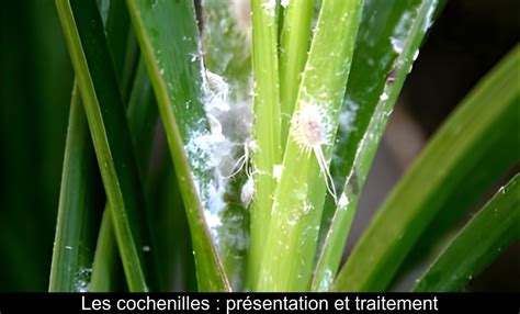 Cochenille farineuse sur une plante d'intérieur