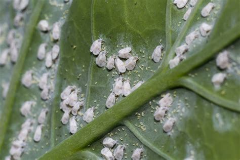Aleurodes s'envolant d'une feuille de plante d'intérieur