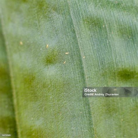 Thrips sur une feuille de plante d'intérieur