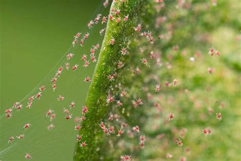 Toiles d'araignée rouge sur le revers d'une feuille