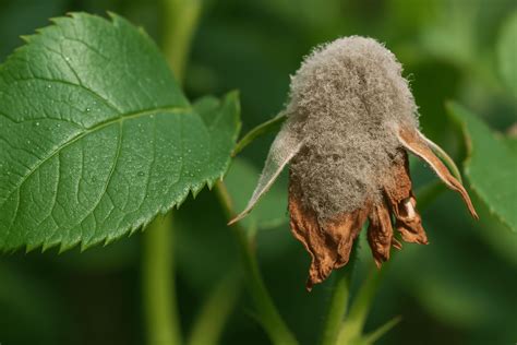 Botrytis sur une plante d'intérieur