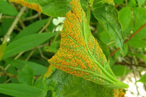 Rouille sur le revers d'une feuille