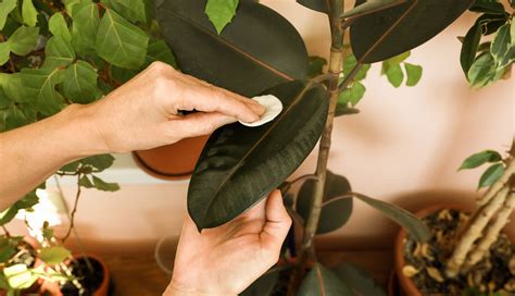 Conseils pour l'entretien des plantes d'intérieur