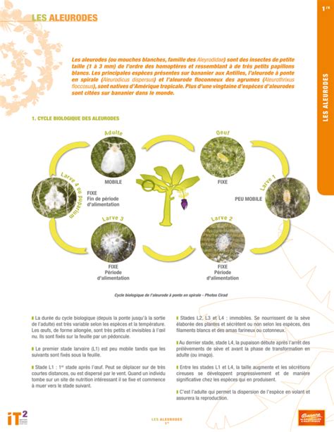 infographie sur le cycle de vie des aleurodes et méthodes de lutte biologique