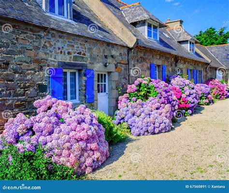 Hortensias bleus intenses en Bretagne