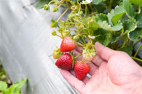 Champ de fraises avec des travailleurs en train de cueillir