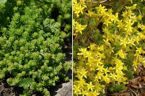 Plan rapproché sur le feuillage charnu et les fleurs étoilées d'un Sedum rampant