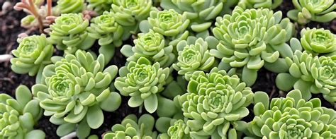 Photo d'un Sedum album utilisé pour garnir les interstices d'un muret en pierre