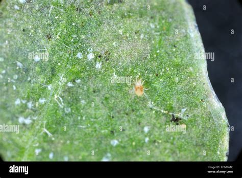 Toiles d'araignées rouges sous une feuille