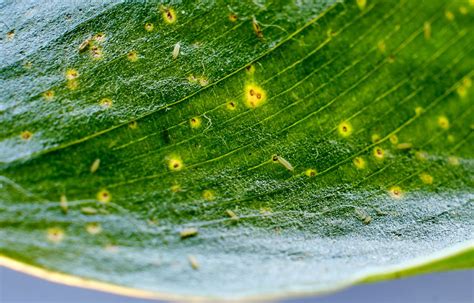 Dégâts de thrips sur une feuille