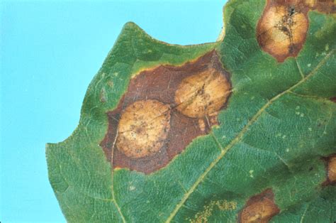 Taches d'anthracnose sur une feuille