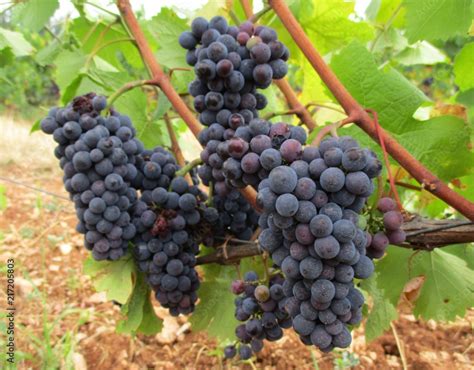Vigne en pleine croissance avec des grappes de raisins en formation