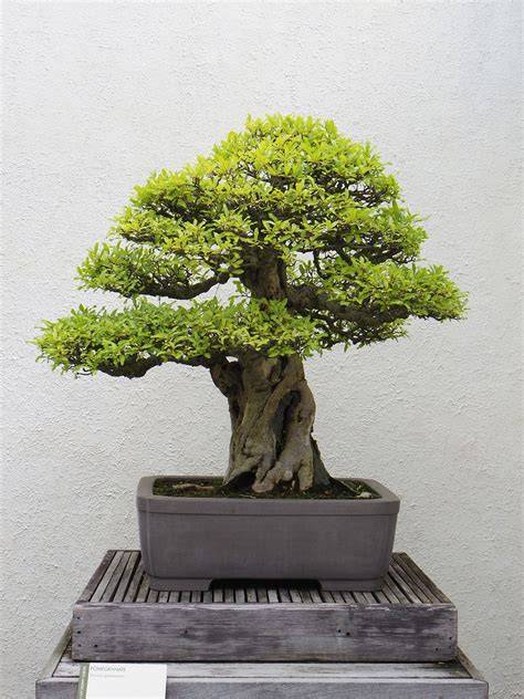 Arbre bonsaï finement taillé