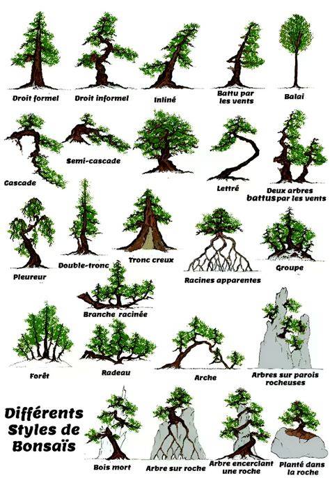 Diversité des styles de bonsaï