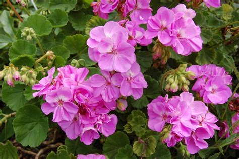 Bouteille d'huile essentielle de géranium bourbon avec des fleurs de géranium