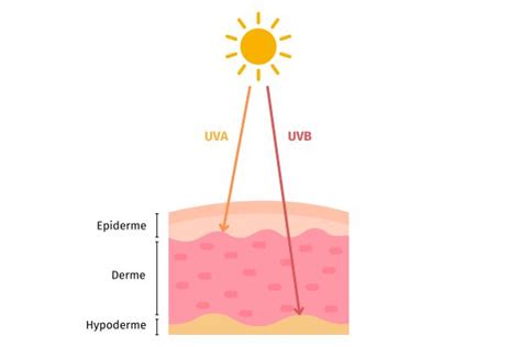 Illustration montrant les différents types de rayons UV et leur impact sur la peau