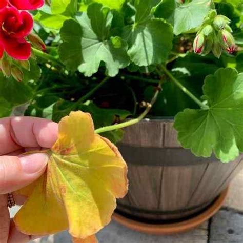 Géraniums avec des feuilles jaunes et saines
