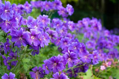 Géraniums en pleine floraison sous le soleil