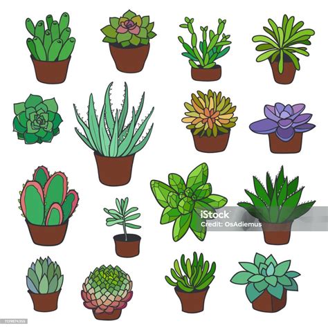 Illustration d'une collection variée de plantes grasses