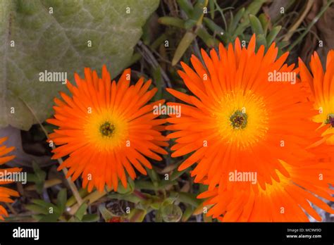 Gros plan sur les fleurs oranges vives du Lampranthus aurantiacus