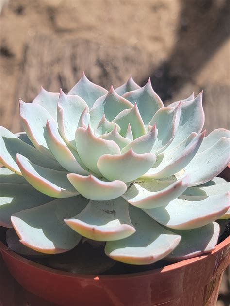 Gros plan sur une rosette d'Echeveria desmetiana 'Peacockii'