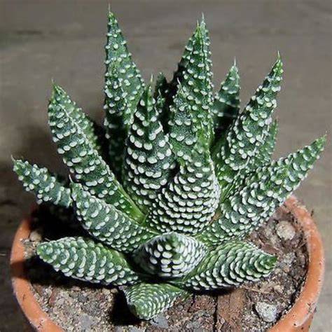Haworthia 'Royal Albert' avec ses feuilles tachetées de points blancs