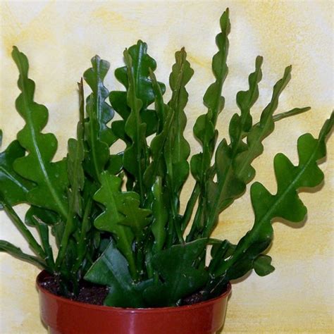 Cactus zigzag (Disocactus anguliger) avec ses tiges caractéristiques