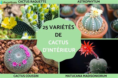 Schéma des différentes parties du cactus zigzag, incluant les racines aériennes