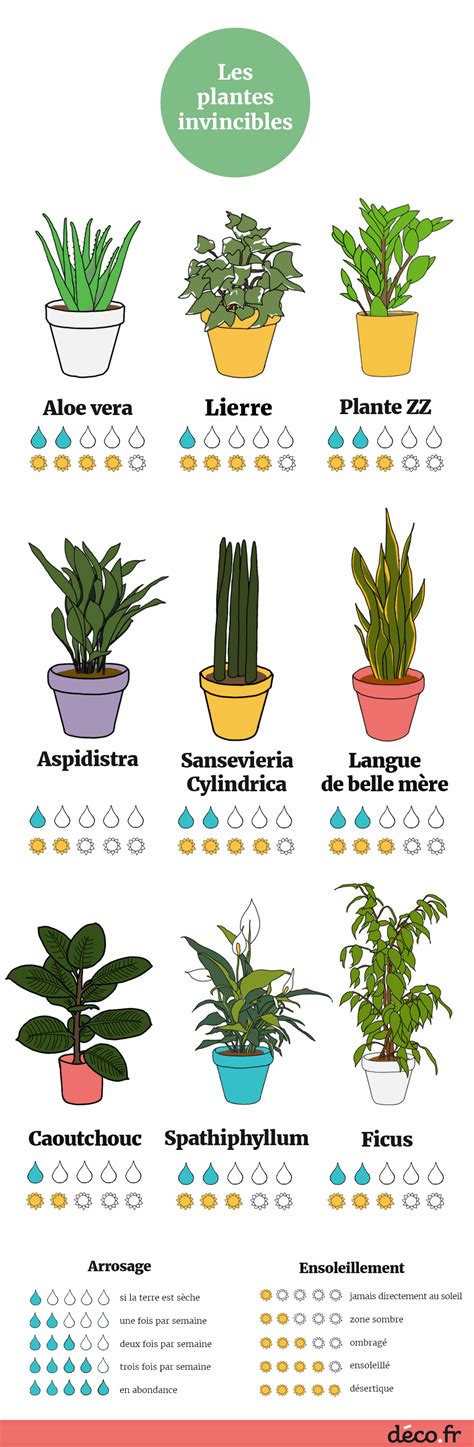 Infographie sur l'arrosage correct des plantes grasses