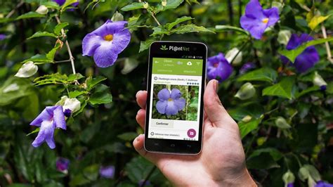 Illustration montrant un jardinier utilisant un smartphone pour identifier une plante