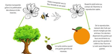 Infographie comparant les cycles de croissance de l'abricotier, du pommier et de l'oranger