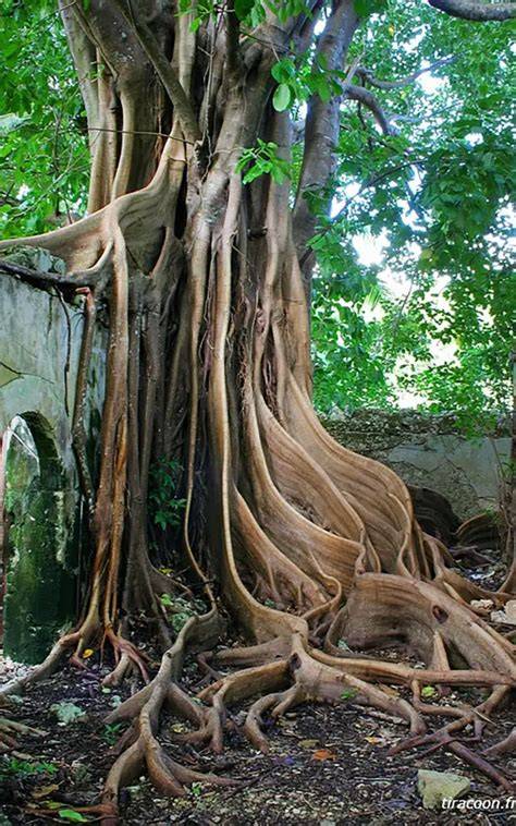 Image d'un figuier maudit en Martinique, avec ses racines entrelacées et son allure mystérieuse