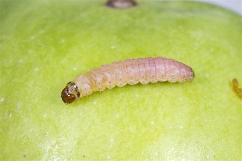 Larve de carpocapse du framboisier dans un fruit