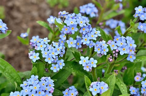 Plante de Myosotis en fleur avec des framboisiers en arrière-plan