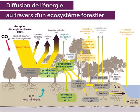 Schéma illustrant le cycle naturel des feuilles tombées se transformant en humus forestier