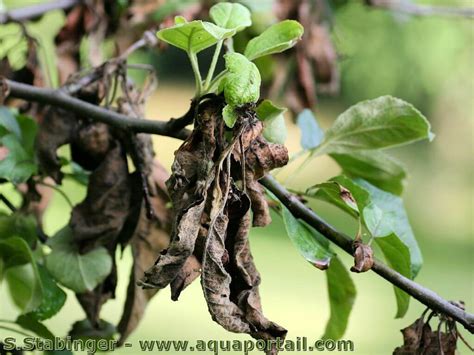 Rameaux de pommier affectés par le feu bactérien