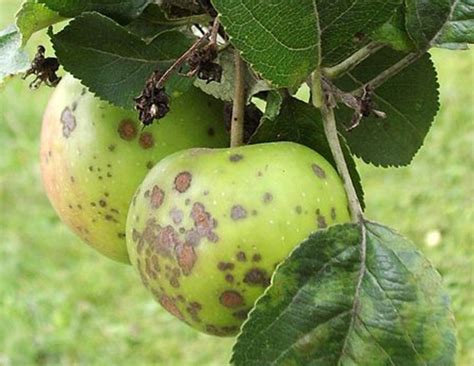 Pomme présentant des symptômes de tavelure