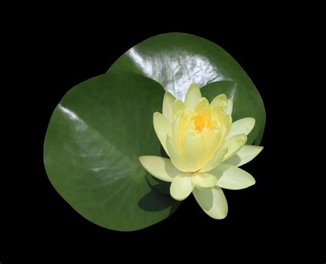 Feuilles et fleurs de nénuphar en gros plan