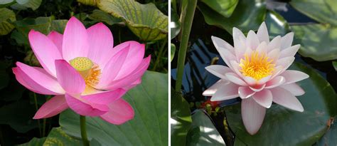 Comparaison visuelle entre feuille de nénuphar et feuille de lotus