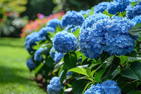 Hortensias bleus dans un jardin ombragé