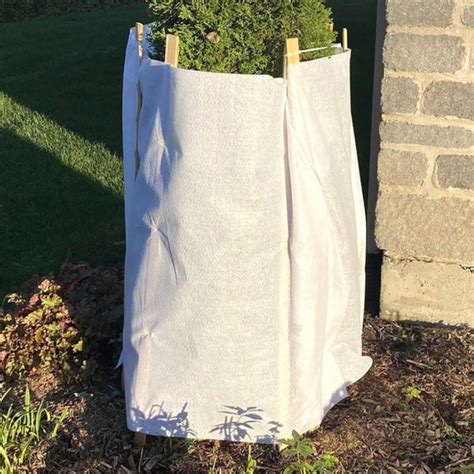 Protection hivernale d'un arbuste avec de la toile de jute