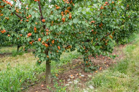 Arbre abricotier avec feuillage dense