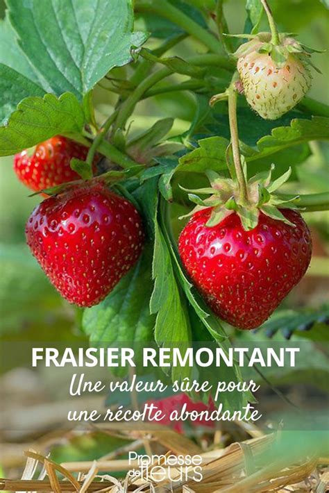 Diagramme comparant la période de fructification des fraisiers remontants et non remontants