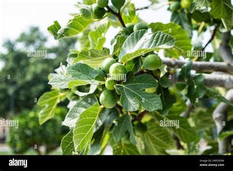 Image d'un figuier luxuriant avec des figues mûres