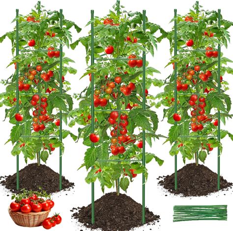 Jardinier utilisant des tuteurs en bois pour soutenir des tomates